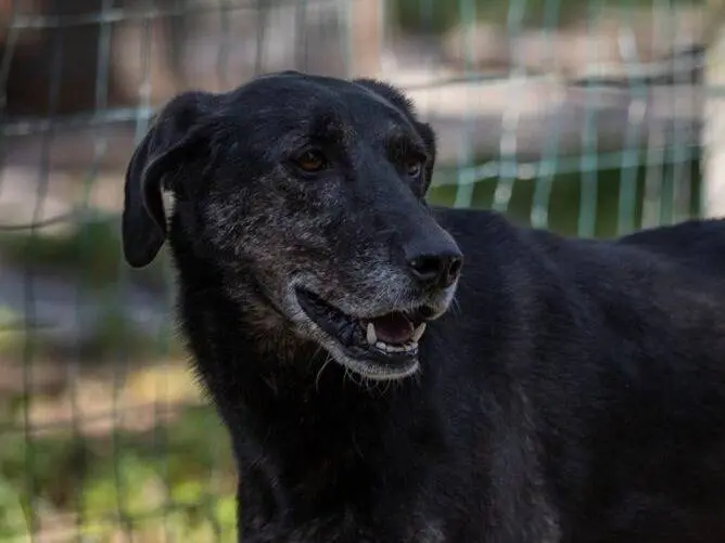 Adotta un cane, femmina, 7 anni e 8 mesi, Ragusa