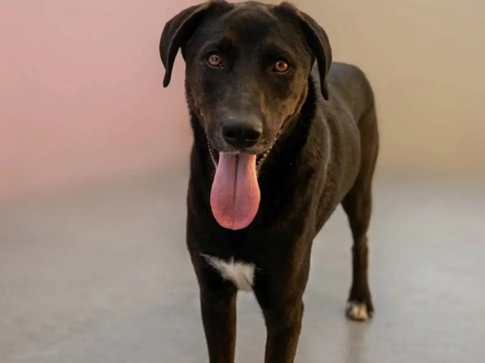 Adozione cane, femmina, Razza sconosciuta Razza sconosciuta, 1 anno e 11 mesi, taglia media, Cagliari