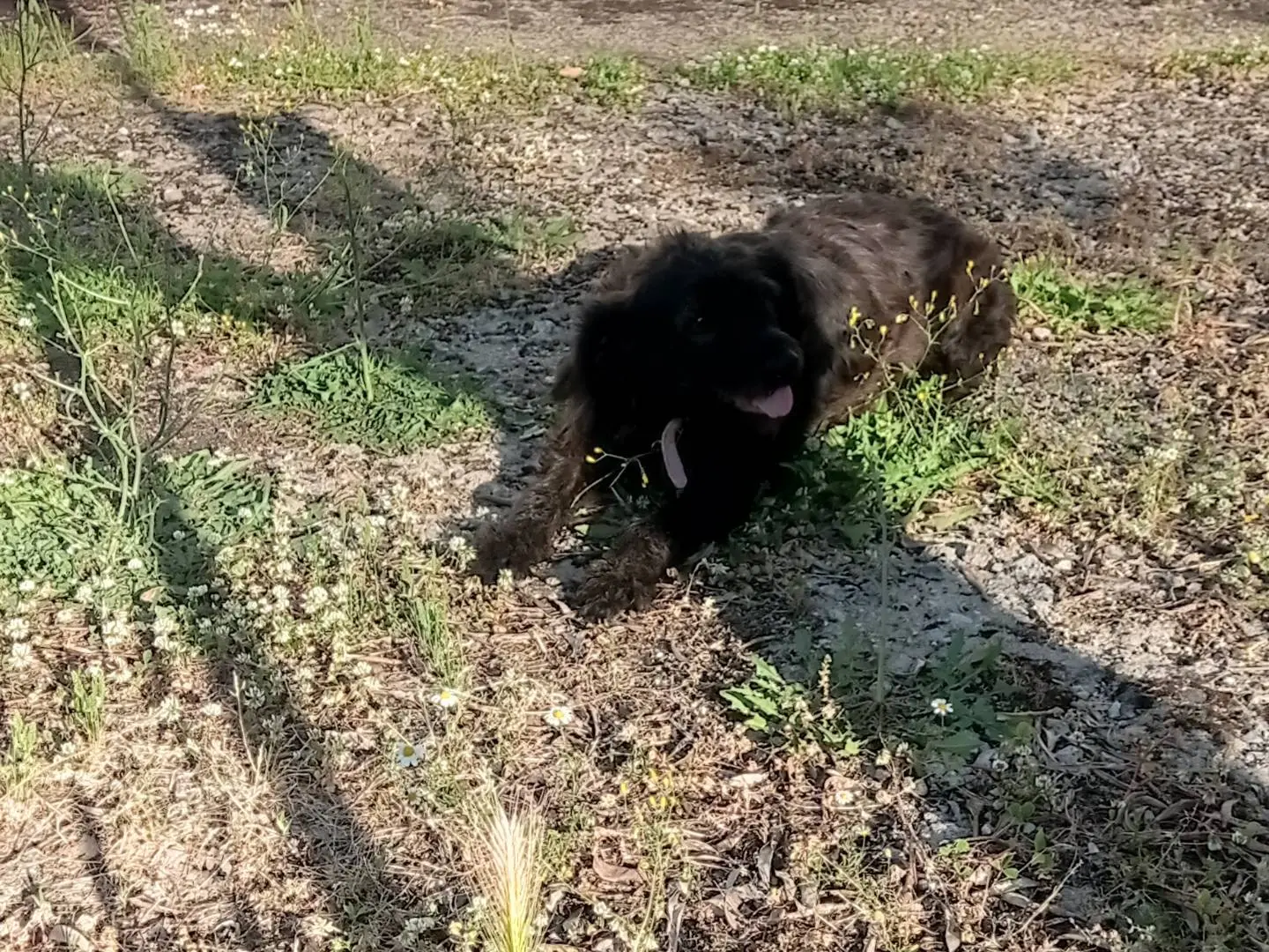 Adozione cane, femmina, Razza sconosciuta Razza sconosciuta, 2 anni, taglia media, Catanzaro