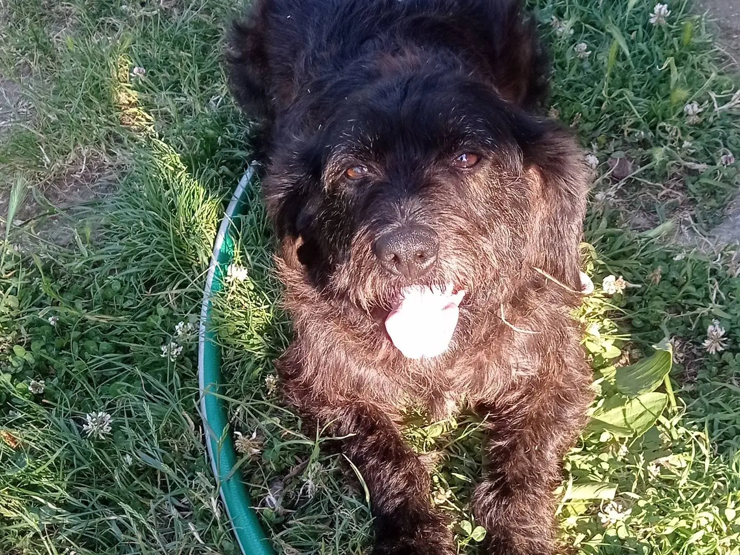 Adotta un cane, femmina, 2 anni, Catanzaro
