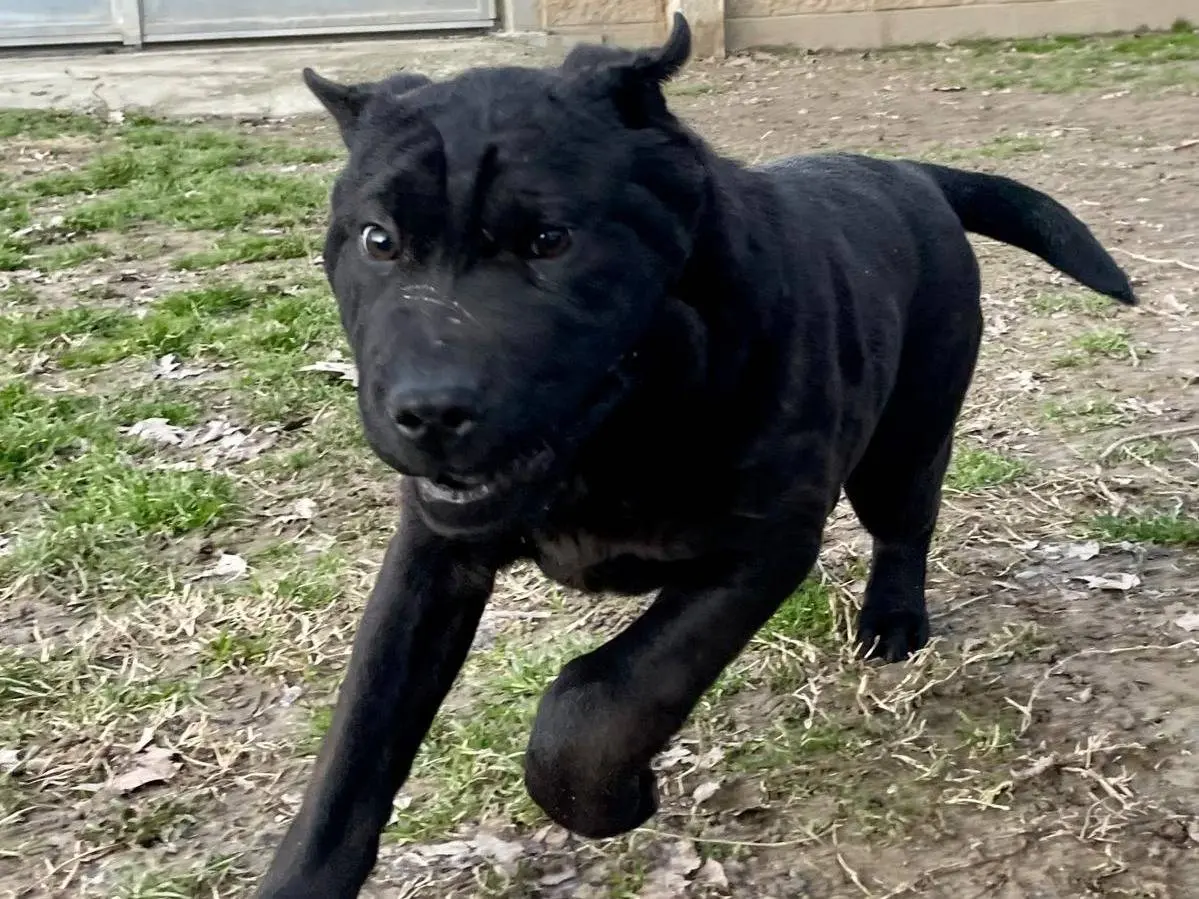 Adotta un cane, taglia media contenuta, maschio, Cuneo