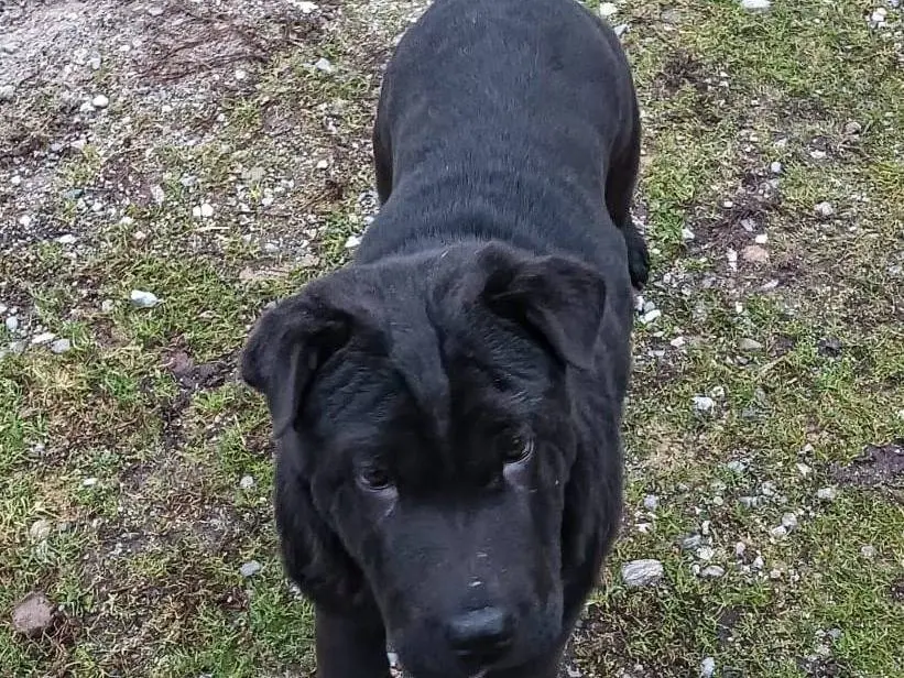 Vuoi adottare un cane a Cuneo?