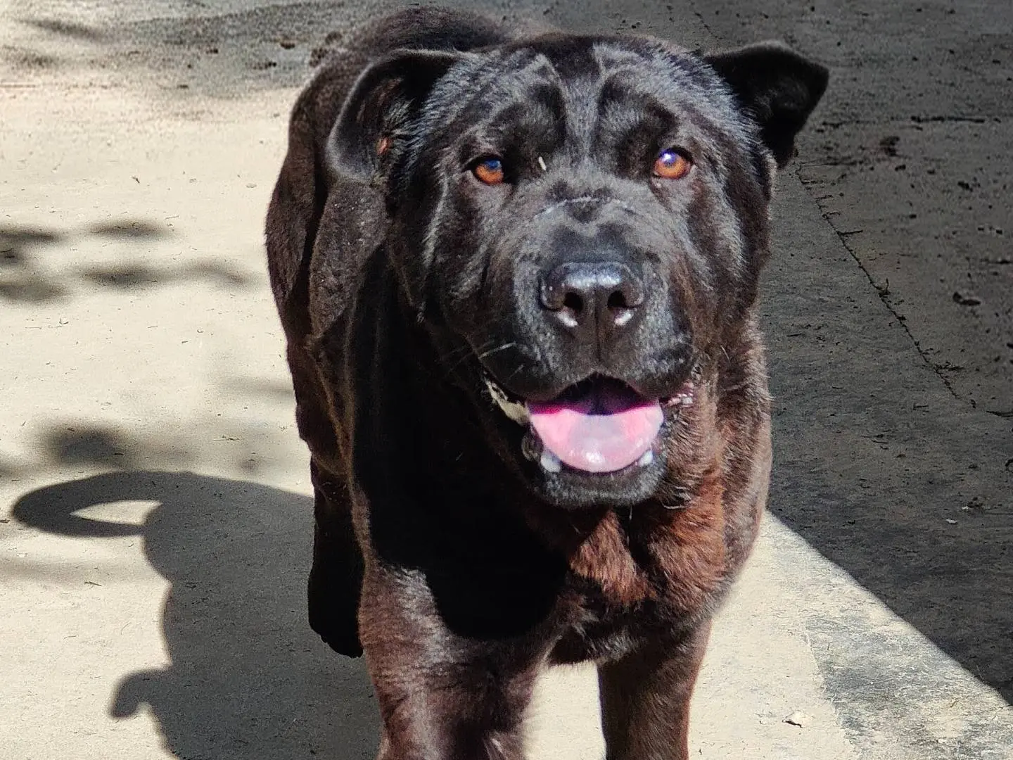 Adotta un cane, maschio, 9 mesi, Cuneo