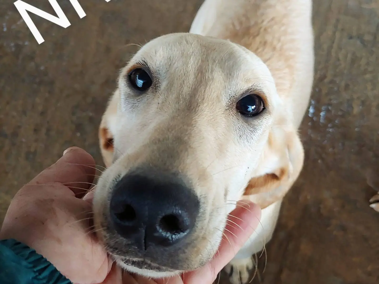 Adotta un cane, femmina, 4 anni e 9 mesi, Messina