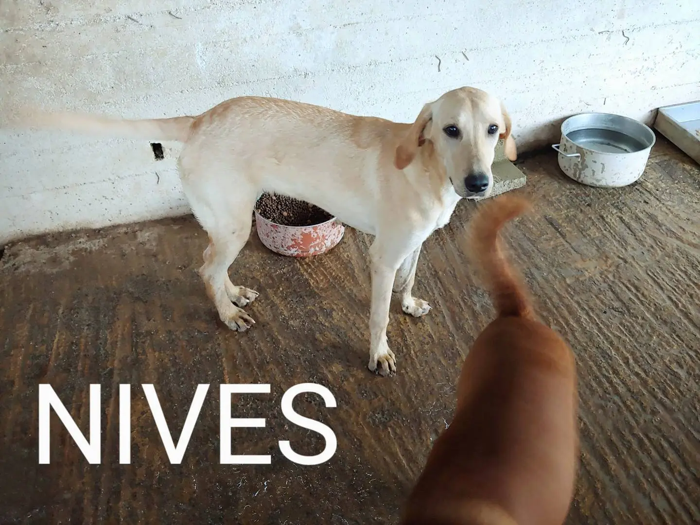 Adozione cane, femmina, meticcio, 4 anni e 9 mesi, taglia media contenuta, Messina