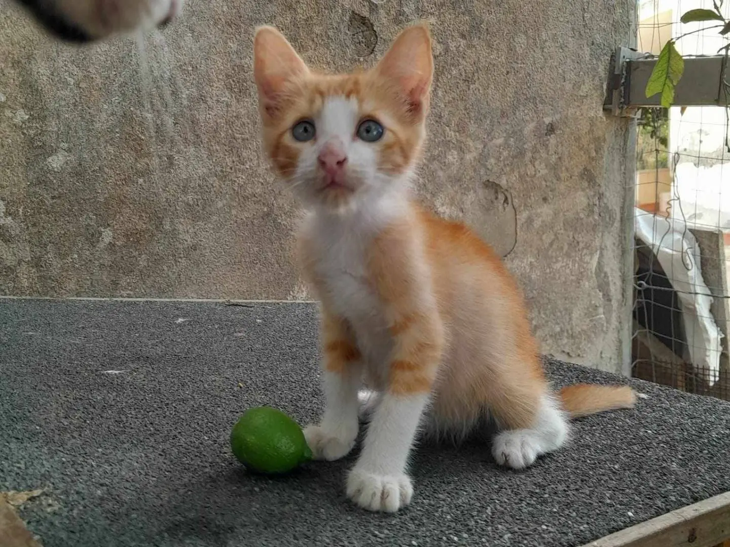 Adozione gatto, maschio, meticcio, 2 anni e 3 mesi, taglia non valida, Catania