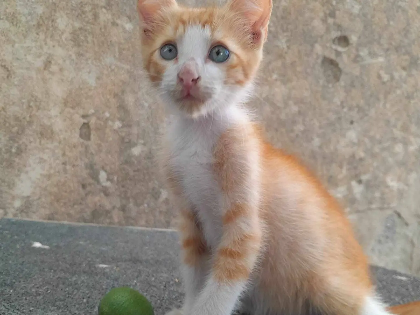 Adotta un gatto, maschio, 2 anni e 3 mesi, Catania