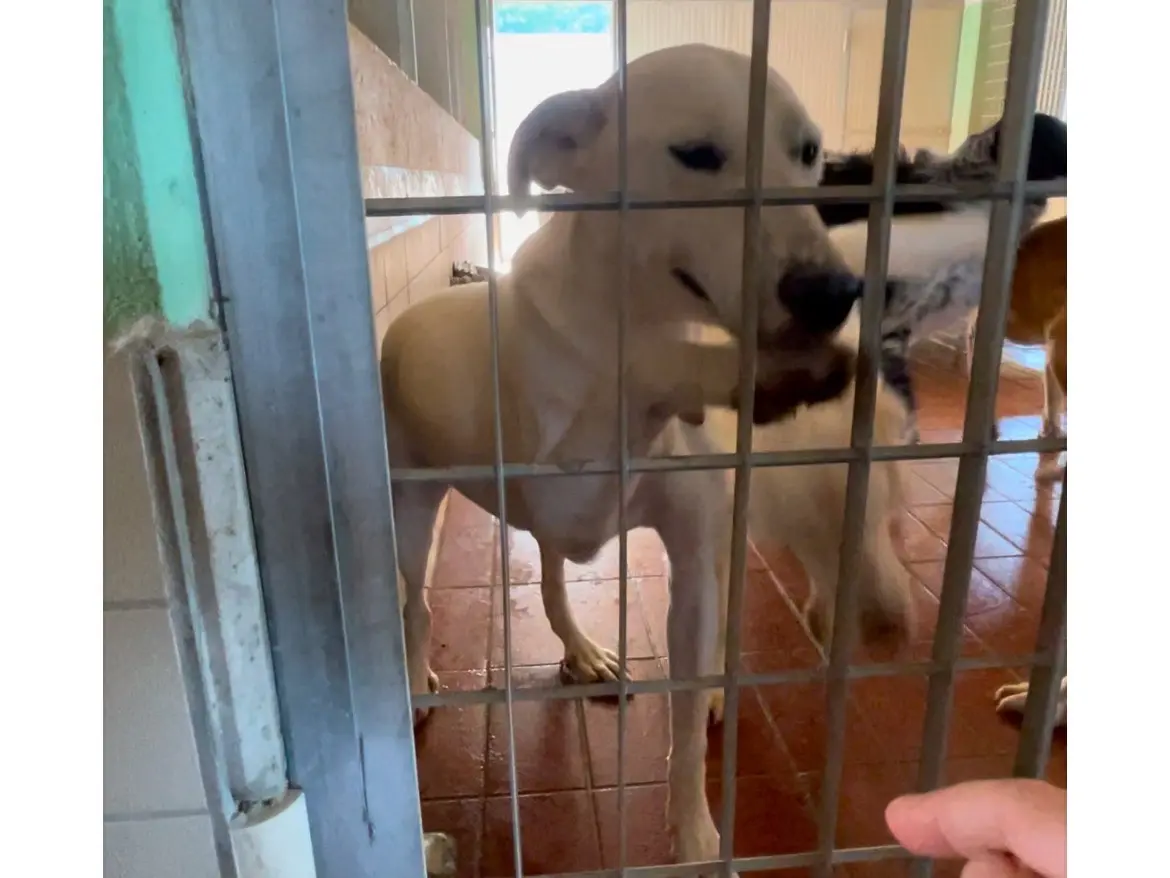 Adotta un cane, femmina, 3 anni e 8 mesi, Lucca