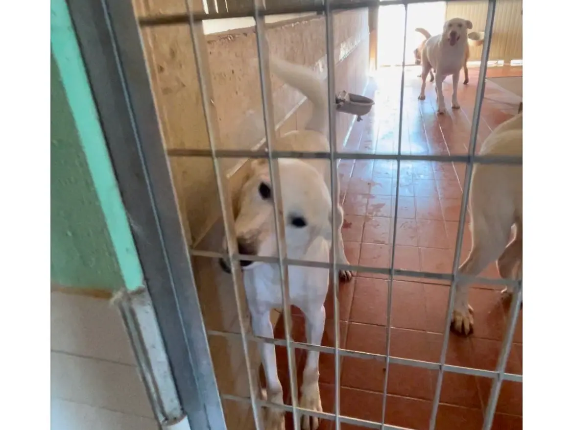 Adozione cane, femmina, Razza sconosciuta Razza sconosciuta, 3 anni e 8 mesi, taglia media, Lucca