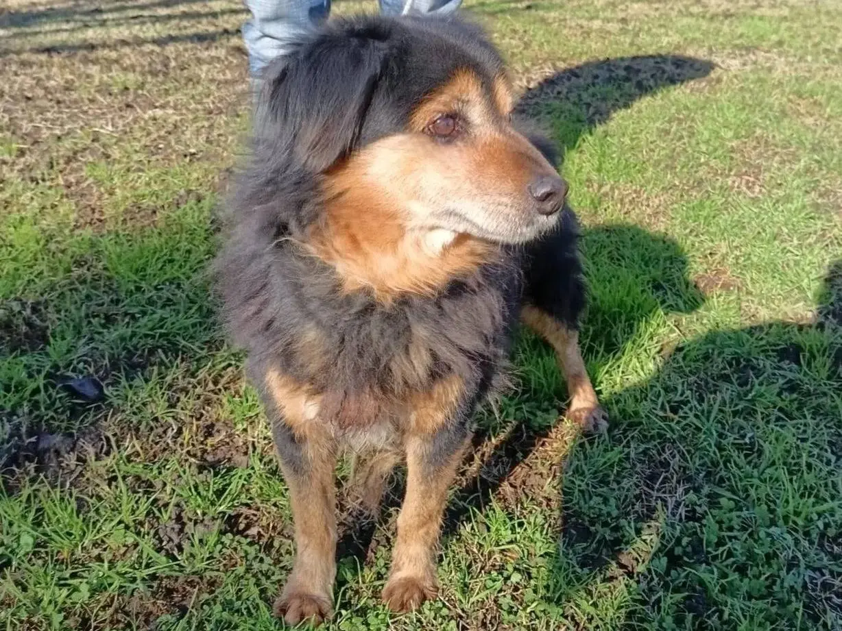 Adotta un cane, maschio, 6 anni e 6 mesi, Napoli
