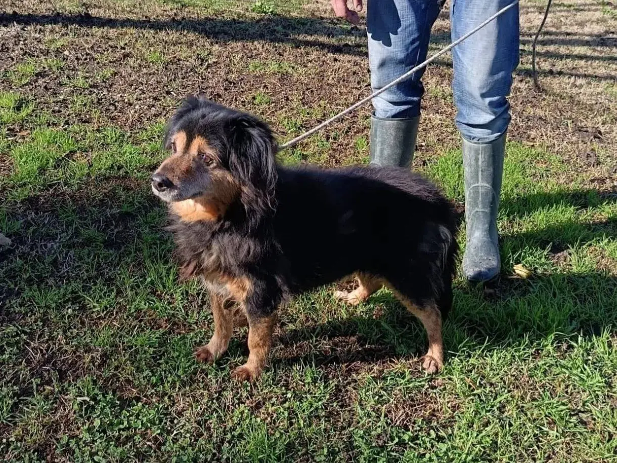Vuoi adottare un cane a Napoli?