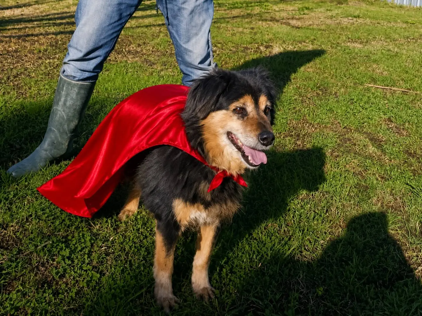 Adozione cane, maschio, Razza sconosciuta Razza sconosciuta, 6 anni e 6 mesi, taglia piccola, Napoli