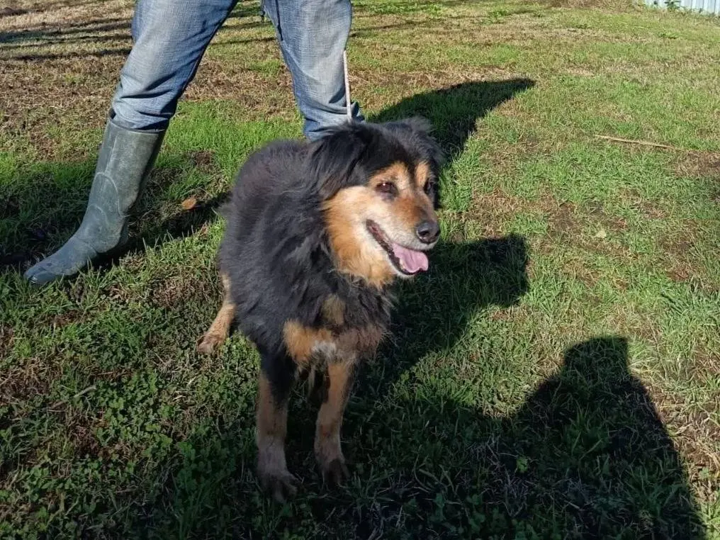 Adotta un cane, taglia piccola, maschio, Napoli