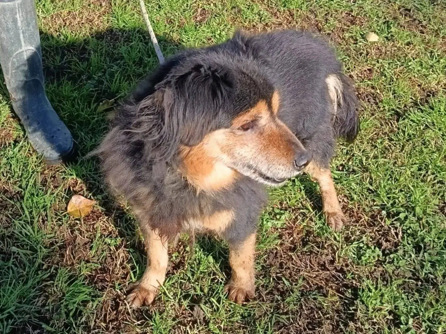Adotta il cane Diego a Napoli