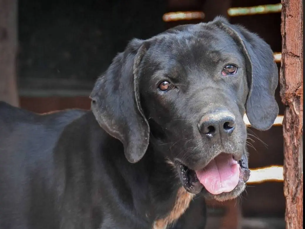Adozione cane, maschio, Corso Razza sconosciuta, 3 anni e 11 mesi, taglia grande, Crotone