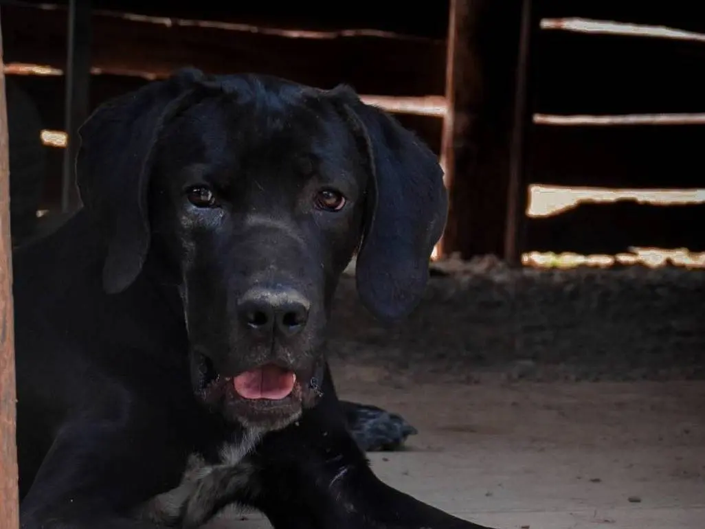 Adotta un cane, taglia grande, maschio, Crotone