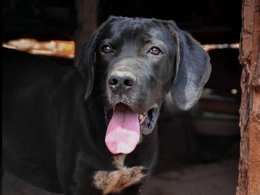 Adotta un cane, maschio, 3 anni e 11 mesi, Crotone