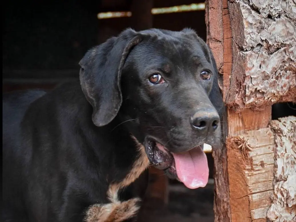 Vuoi adottare un cane a Crotone?