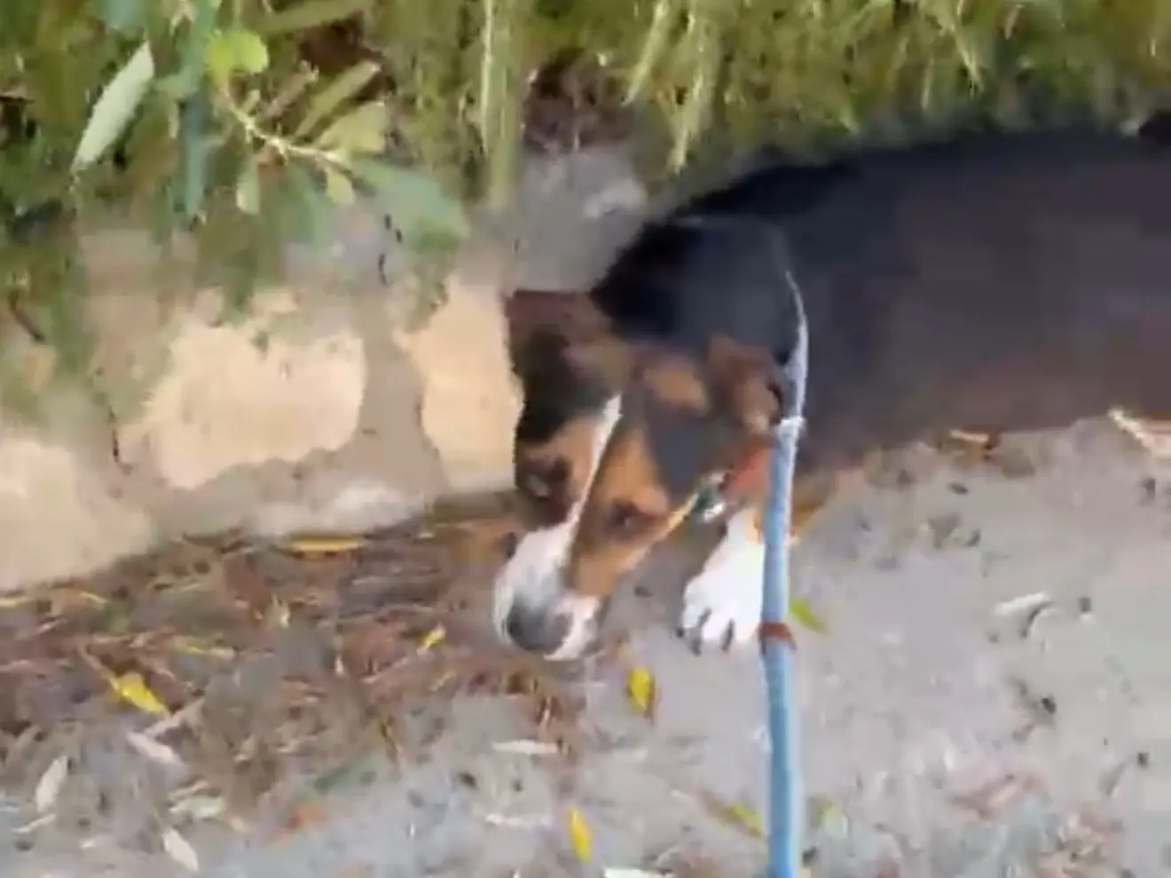 Adozione cane, maschio, Razza sconosciuta Razza sconosciuta, 3 anni e 9 mesi, taglia piccola, Latina