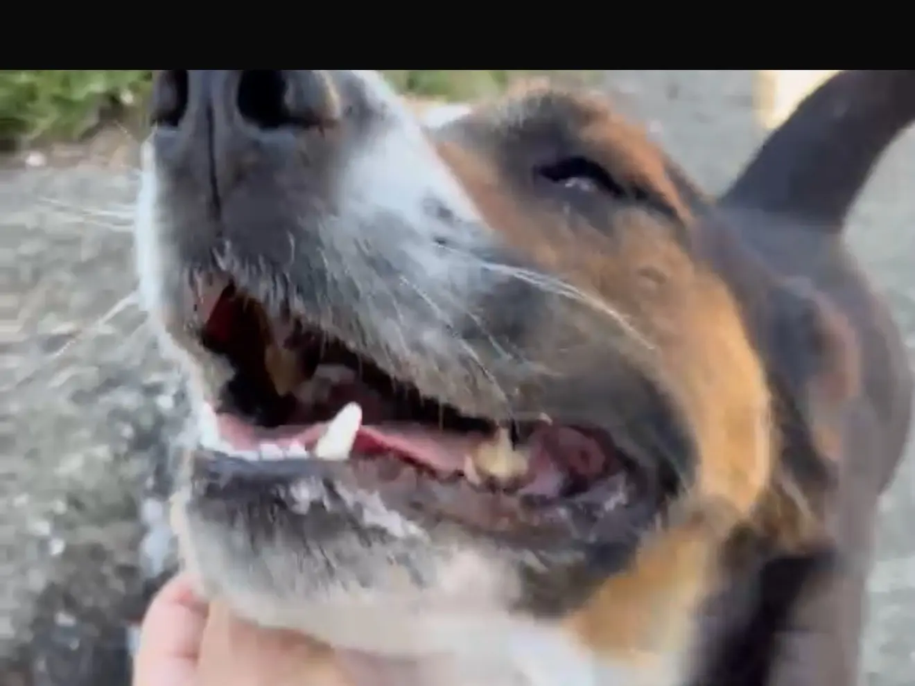 Adotta un cane, maschio, 3 anni e 9 mesi, Latina