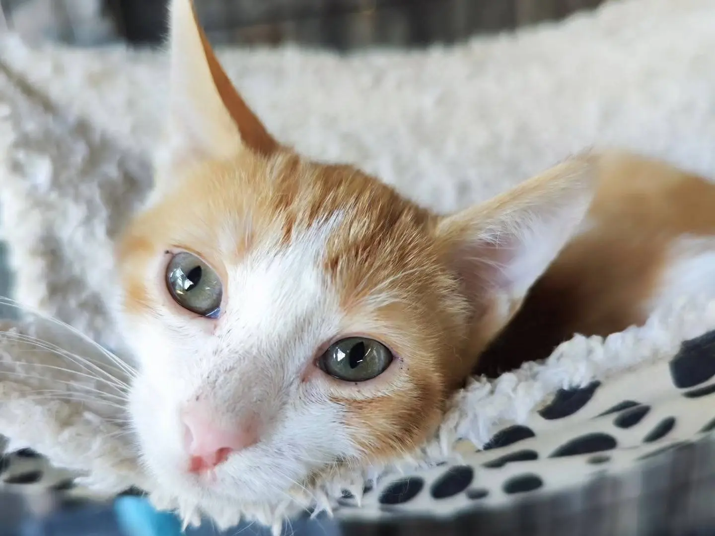 Adotta un gatto, maschio, 1 anno e 4 mesi, Caserta