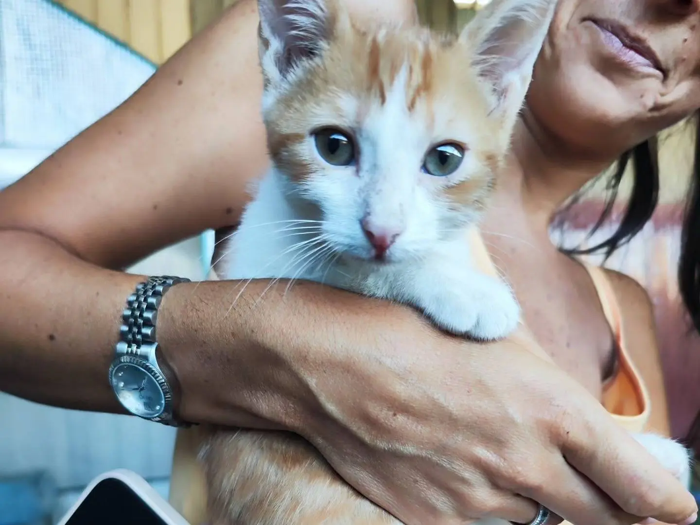Adozione gatto, maschio, Razza sconosciuta Razza sconosciuta, 1 anno e 4 mesi, taglia non valida, Caserta